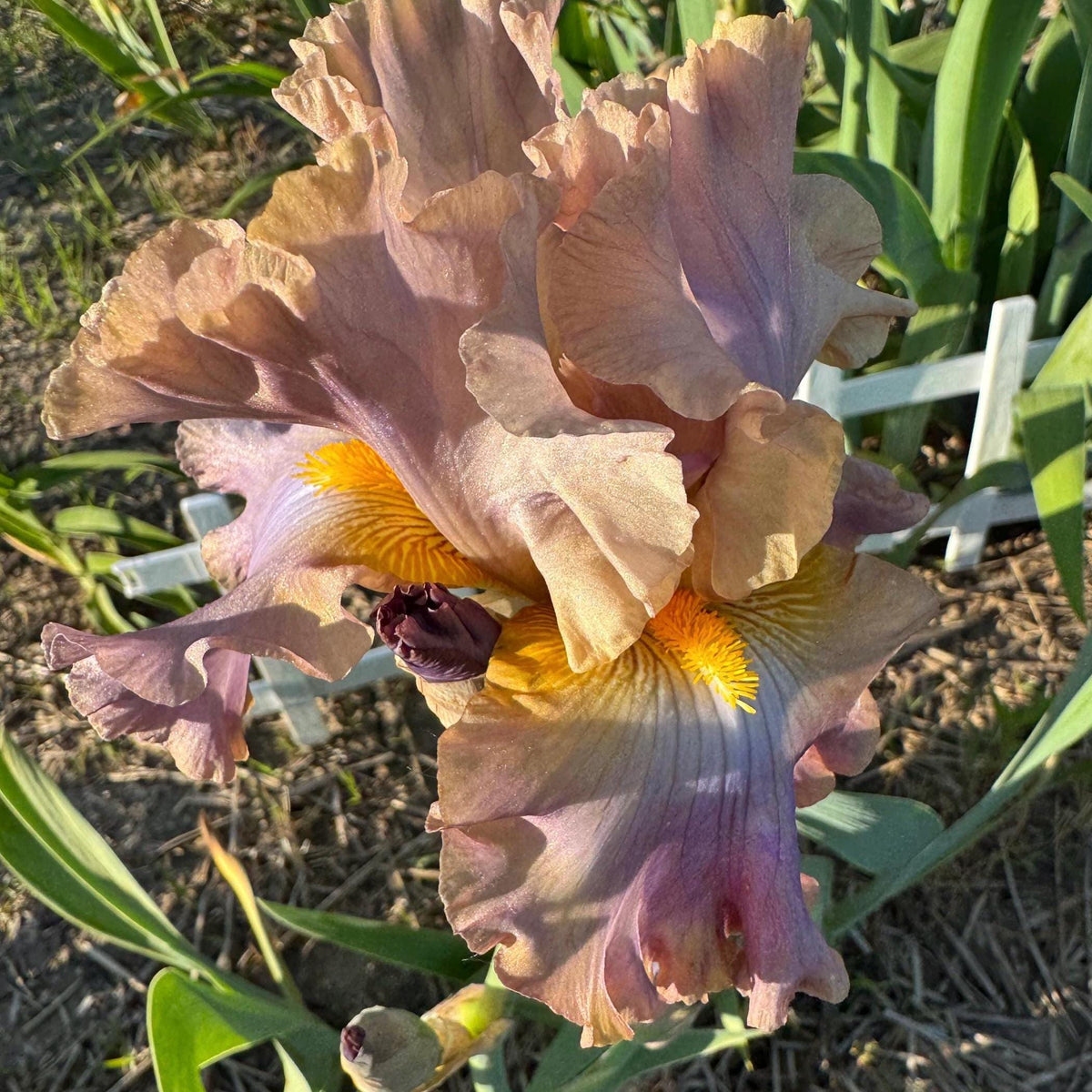 Bearded Iris Live Plant – 1 Fan | Soft Lavender Peach Bloom