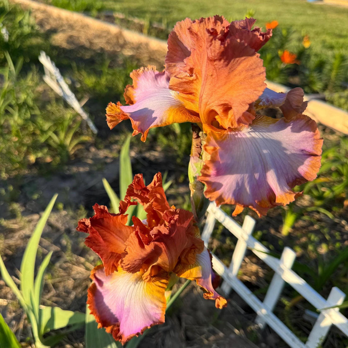Copper Apricot & Lavender Bearded Iris – 1 Live Fan | Ruffled Sunset Blend Spring Bloom