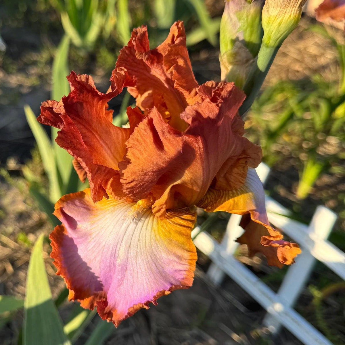 Copper Apricot & Lavender Bearded Iris – 1 Live Fan | Ruffled Sunset Blend Spring Bloom
