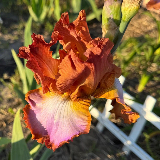 Copper Apricot & Lavender Bearded Iris – 1 Live Fan | Ruffled Sunset Blend Spring Bloom