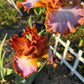 Copper Apricot & Lavender Bearded Iris – 1 Live Fan | Ruffled Sunset Blend Spring Bloom