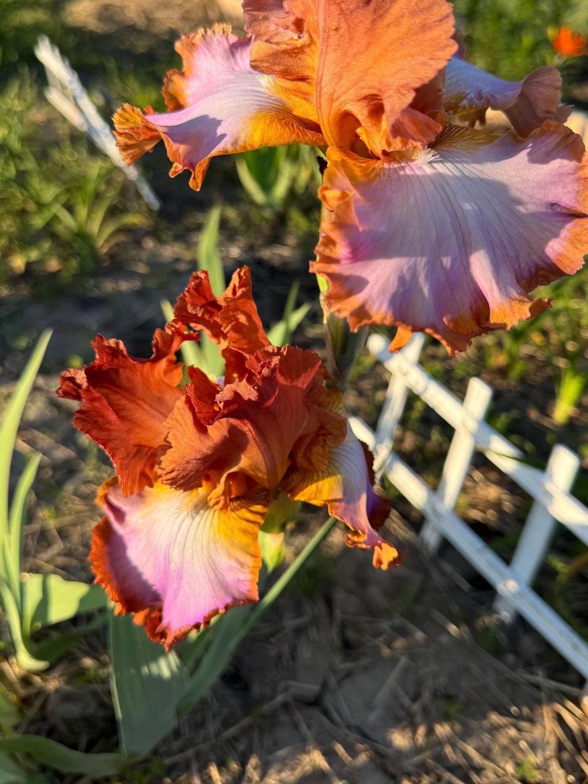 Copper Apricot & Lavender Bearded Iris – 1 Live Fan | Ruffled Sunset Blend Spring Bloom
