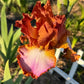 Copper Apricot & Lavender Bearded Iris – 1 Live Fan | Ruffled Sunset Blend Spring Bloom