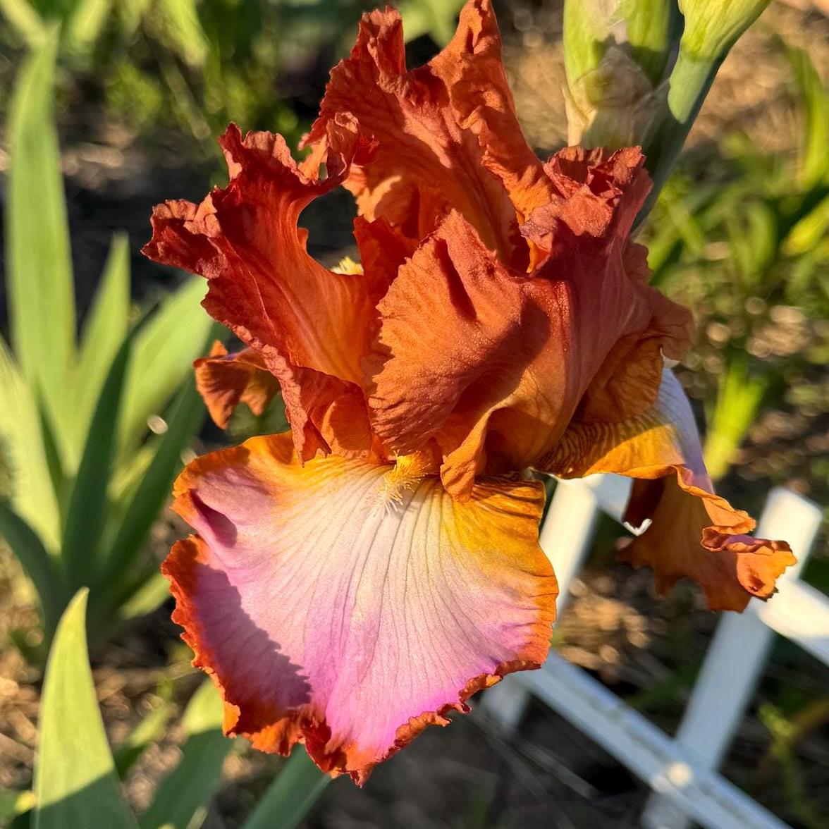 Copper Apricot & Lavender Bearded Iris – 1 Live Fan | Ruffled Sunset Blend Spring Bloom