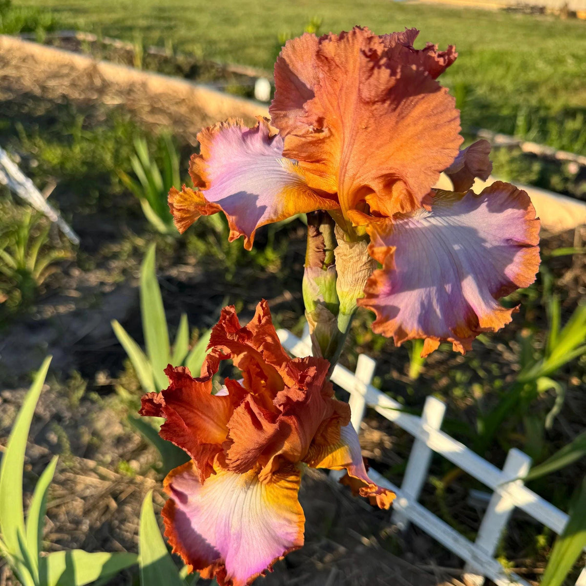 Copper Apricot & Lavender Bearded Iris – 1 Live Fan | Ruffled Sunset Blend Spring Bloom