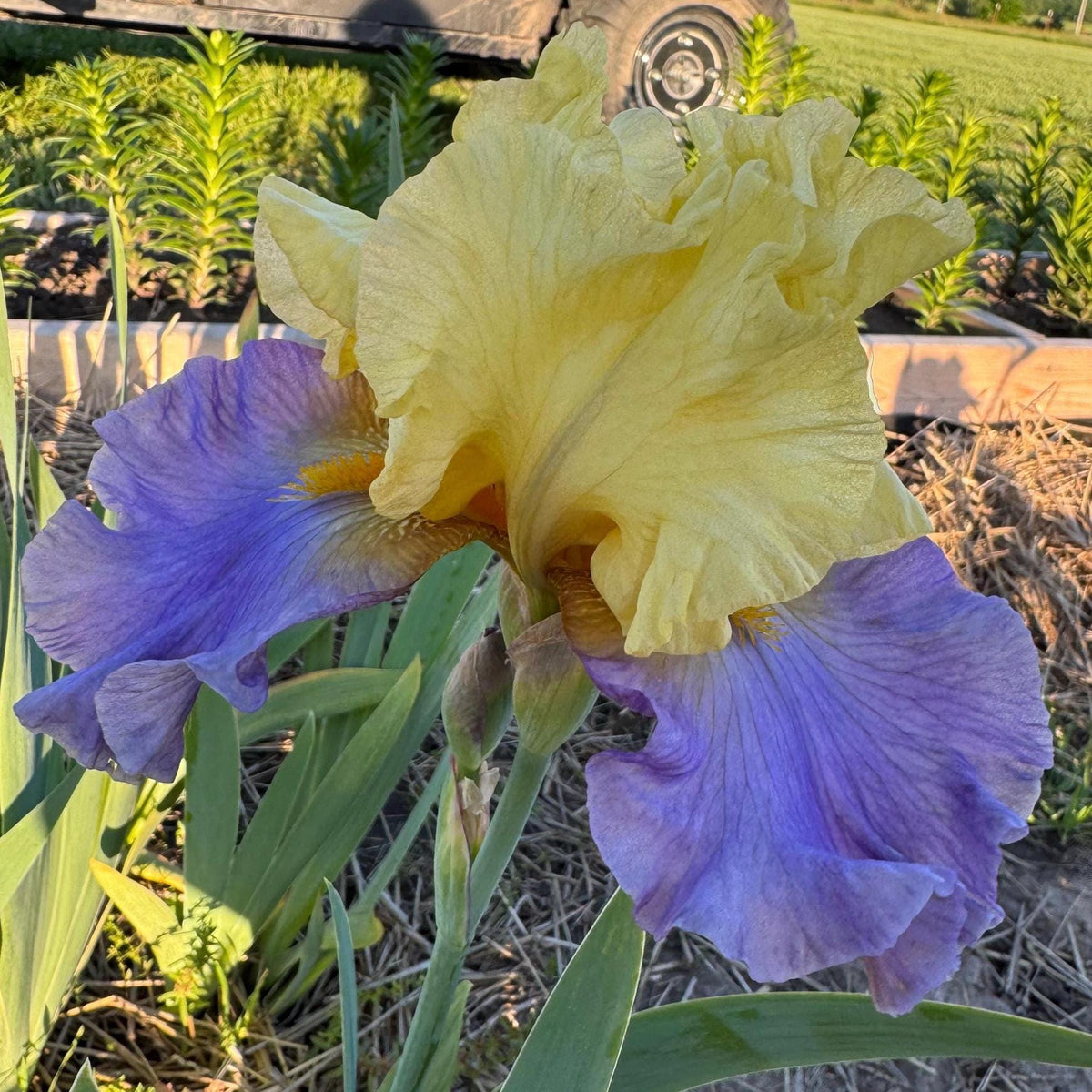 Yellow & Lavender Bearded Iris – 1 Live Fan