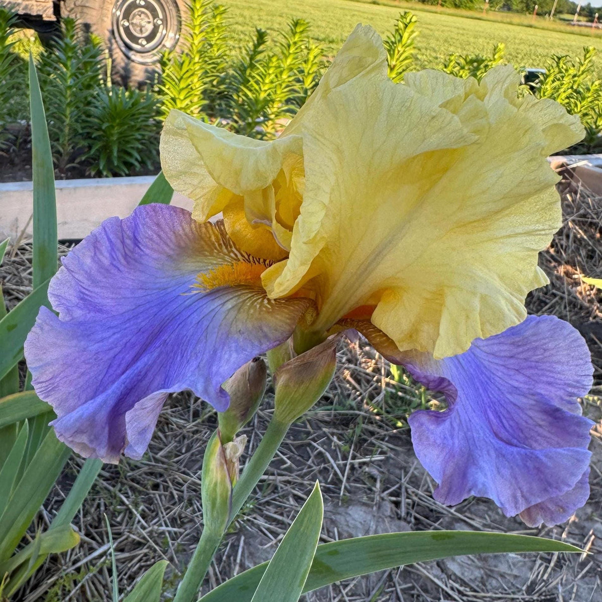 Yellow & Lavender Bearded Iris – 1 Live Fan