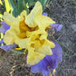 Yellow & Lavender Bearded Iris – 1 Live Fan