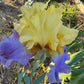 Yellow & Lavender Bearded Iris – 1 Live Fan