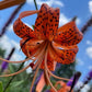 Tiger Lily Bulbets – 5 Live Bulblets | Orange Black-Spotted Hardy Perennial Lilies