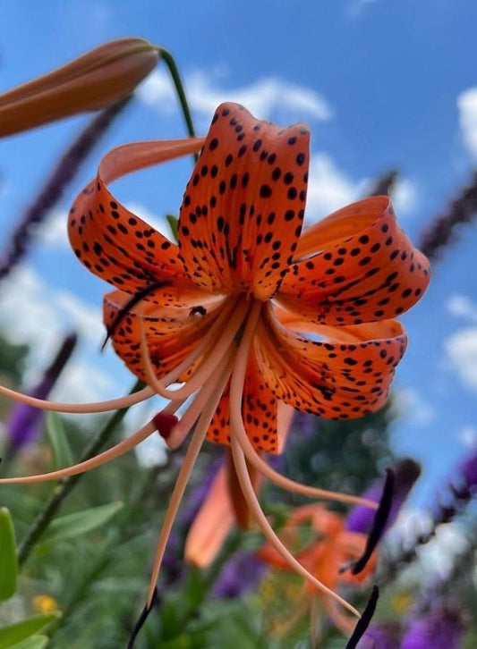 Tiger Lily Bulbets – 5 Live Bulblets | Orange Black-Spotted Hardy Perennial Lilies