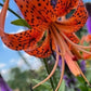 Tiger Lily Bulbets – 5 Live Bulblets | Orange Black-Spotted Hardy Perennial Lilies
