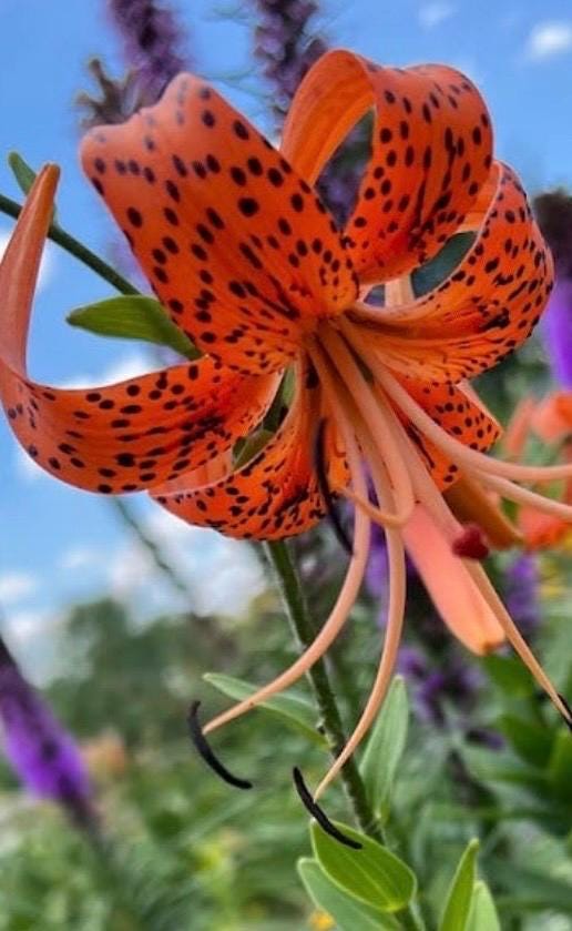 Tiger Lily Bulbets – 5 Live Bulblets | Orange Black-Spotted Hardy Perennial Lilies
