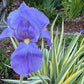 Zebra Bearded Iris – Purple Bloom with Variegated Foliage