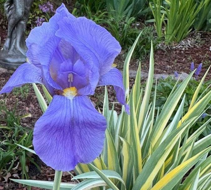 Zebra Bearded Iris – Purple Bloom with Variegated Foliage