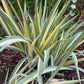 Zebra Bearded Iris – Purple Bloom with Variegated Foliage