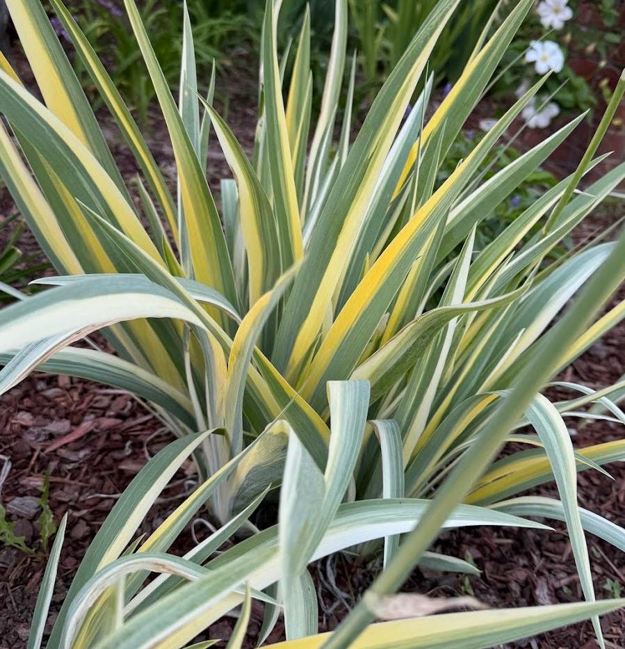 Zebra Bearded Iris – Purple Bloom with Variegated Foliage