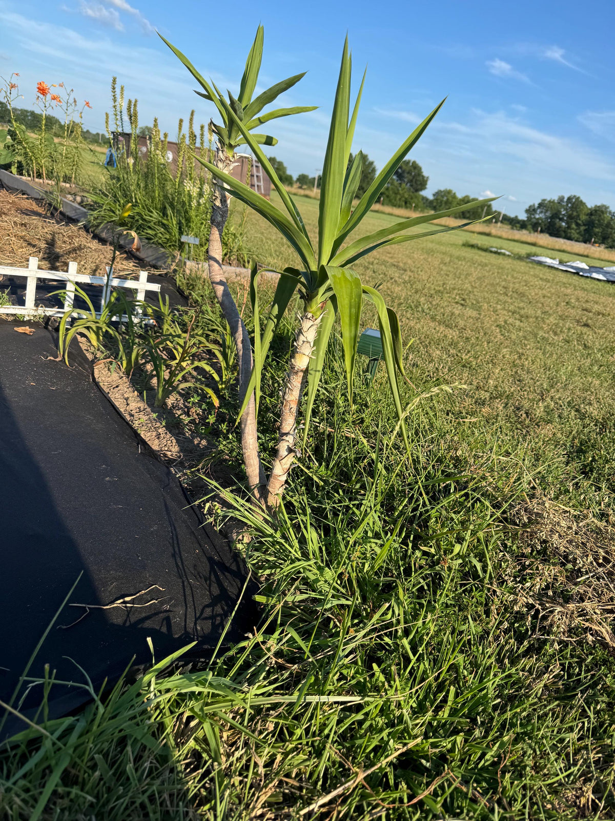 Fresh-Cut Spineless Yucca Stalk – Indoor/Outdoor Plant