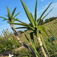 Fresh-Cut Spineless Yucca Stalk – Indoor/Outdoor Plant