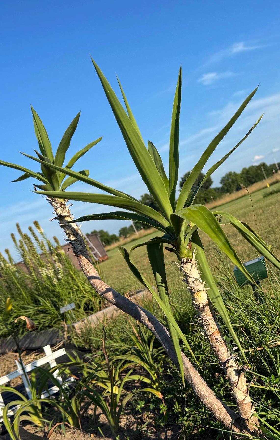 Fresh-Cut Spineless Yucca Stalk – Indoor/Outdoor Plant