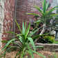Fresh-Cut Spineless Yucca Stalk – Indoor/Outdoor Plant