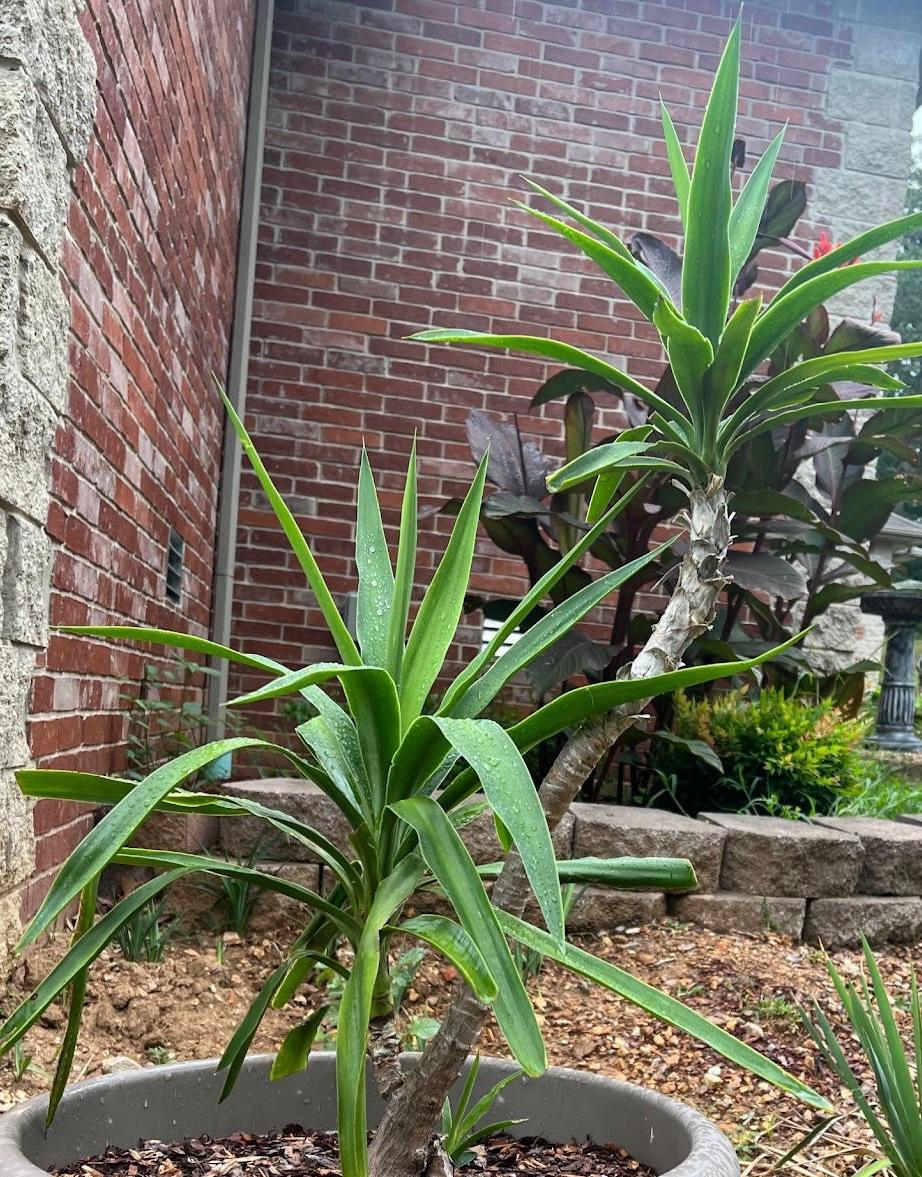 Fresh-Cut Spineless Yucca Stalk – Indoor/Outdoor Plant