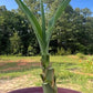 Fresh-Cut Spineless Yucca Stalk – Indoor/Outdoor Plant