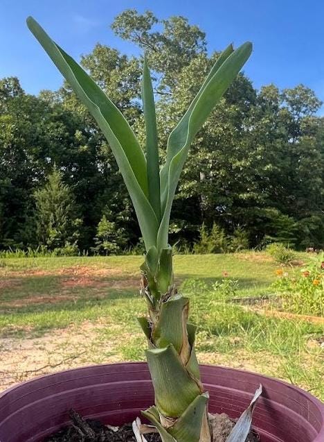 Fresh-Cut Spineless Yucca Stalk – Indoor/Outdoor Plant