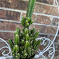 Fairy Castle Cactus: Easy Care Houseplant (8-14" Tall, Ships Bare Root)