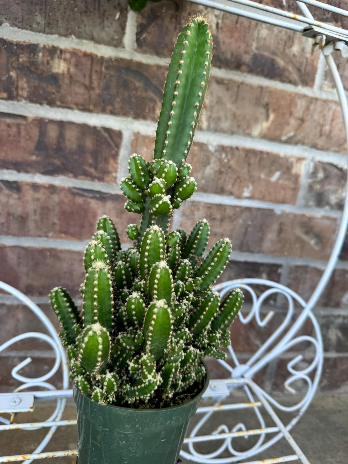 Fairy Castle Cactus: Easy Care Houseplant (8-14" Tall, Ships Bare Root)