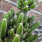 Fairy Castle Cactus: Easy Care Houseplant (8-14" Tall, Ships Bare Root)