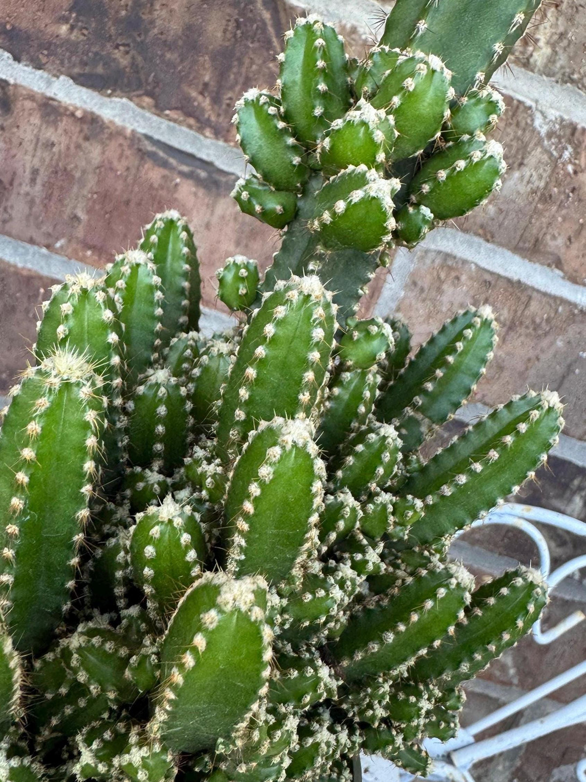Fairy Castle Cactus: Easy Care Houseplant (8-14" Tall, Ships Bare Root)