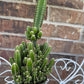 Fairy Castle Cactus: Easy Care Houseplant (8-14" Tall, Ships Bare Root)