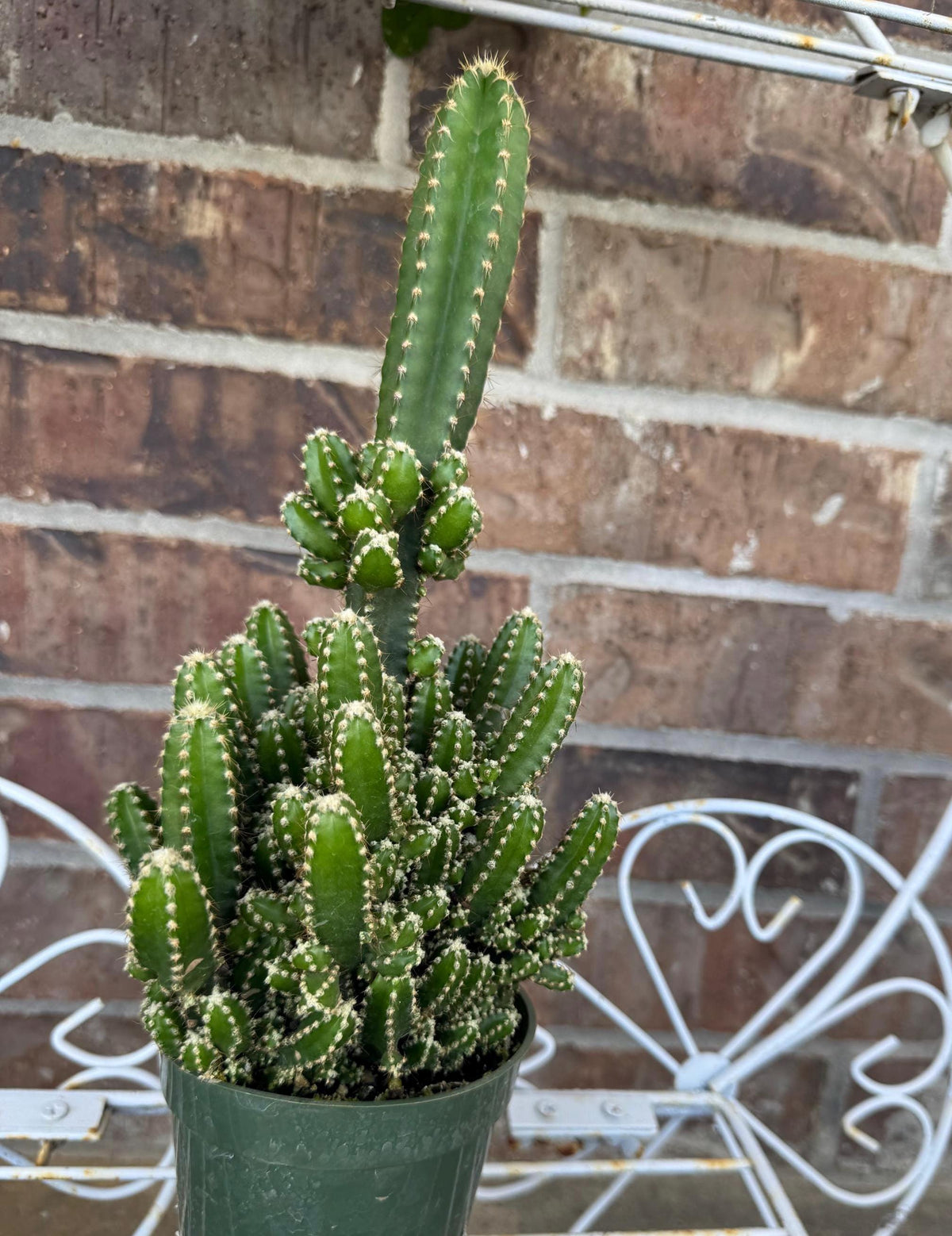 Fairy Castle Cactus: Easy Care Houseplant (8-14" Tall, Ships Bare Root)