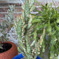 Variegated Joseph's Coat Cactus: Easy Care Succulent - 10-15" Tall