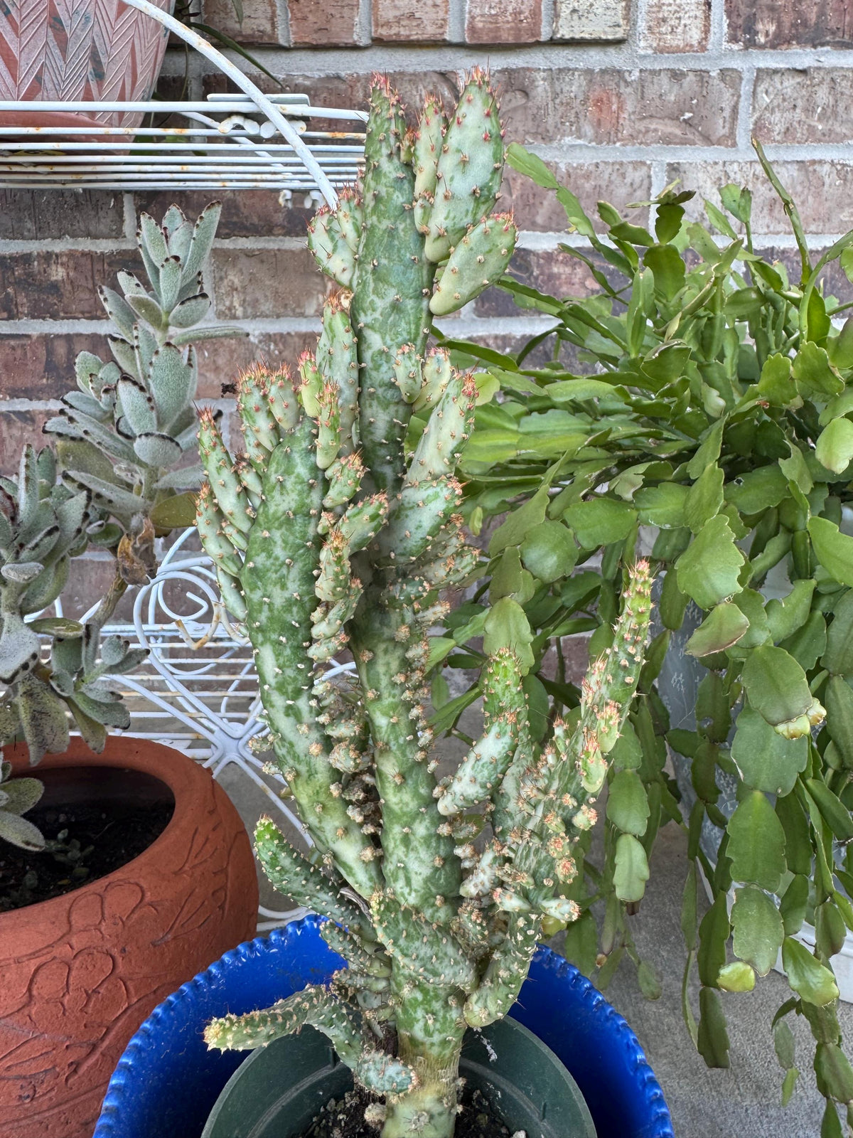 Variegated Joseph's Coat Cactus: Easy Care Succulent - 10-15" Tall