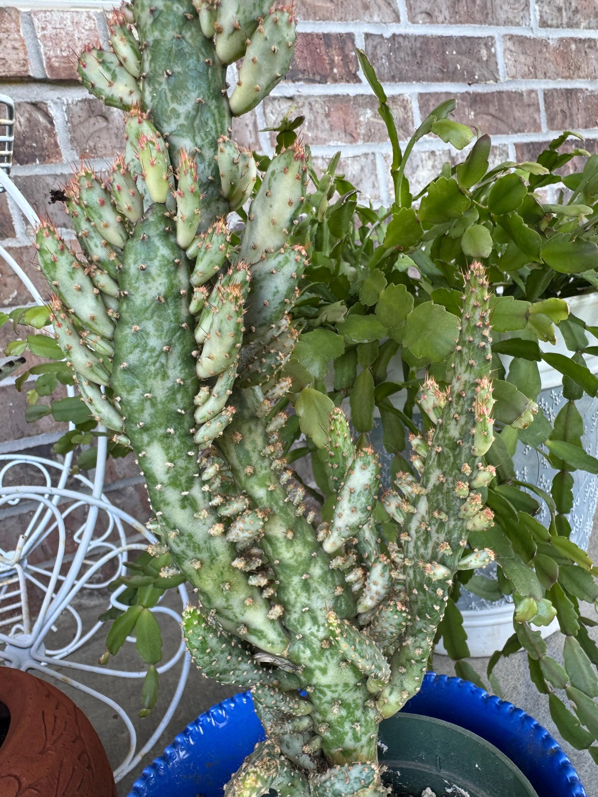 Variegated Joseph's Coat Cactus: Easy Care Succulent - 10-15" Tall