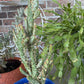 Variegated Joseph's Coat Cactus: Easy Care Succulent - 10-15" Tall