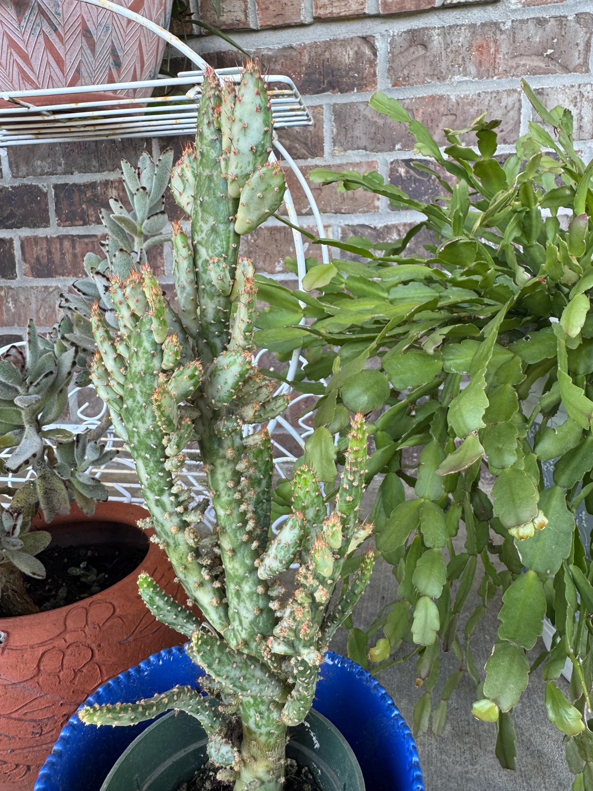 Variegated Joseph's Coat Cactus: Easy Care Succulent - 10-15" Tall