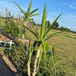 Fresh-Cut Spineless Yucca Stalk – Indoor/Outdoor Plant
