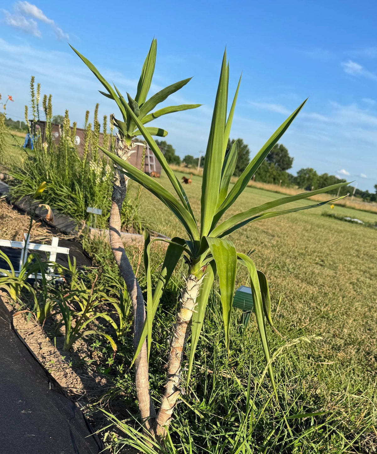 Fresh-Cut Spineless Yucca Stalk – Indoor/Outdoor Plant