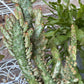 Variegated Joseph's Coat Cactus: Easy Care Succulent - 10-15" Tall