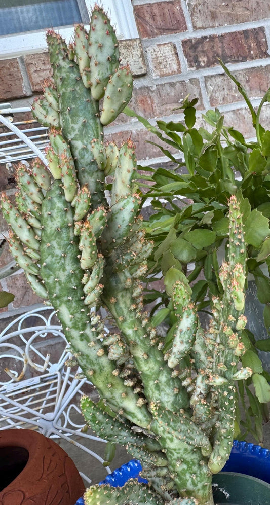 Variegated Joseph's Coat Cactus: Easy Care Succulent - 10-15" Tall