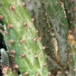 Variegated Joseph's Coat Cactus: Easy Care Succulent - 10-15" Tall