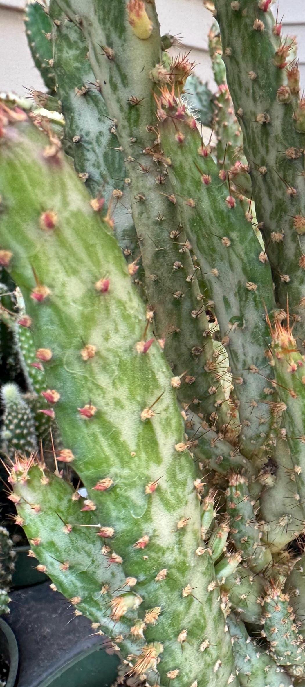 Variegated Joseph's Coat Cactus: Easy Care Succulent - 10-15" Tall
