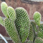 White Bunny Ear Cactus: Bareroot Succulent