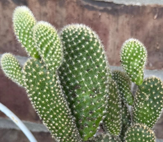 White Bunny Ear Cactus: Bareroot Succulent