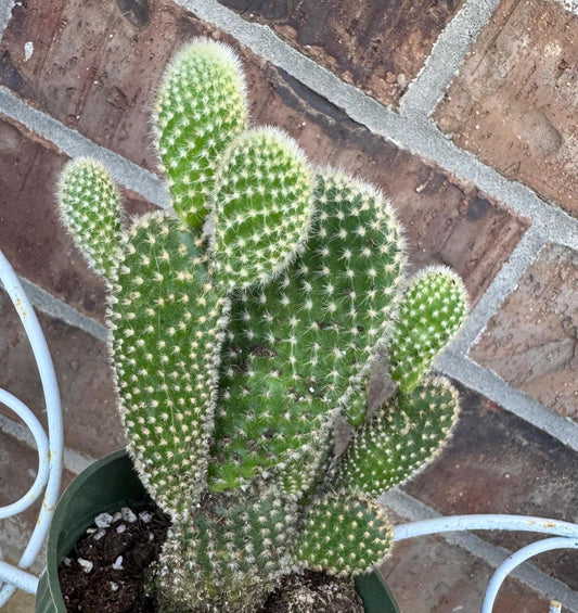 White Bunny Ear Cactus: Bareroot Succulent