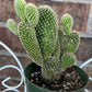 White Bunny Ear Cactus: Bareroot Succulent