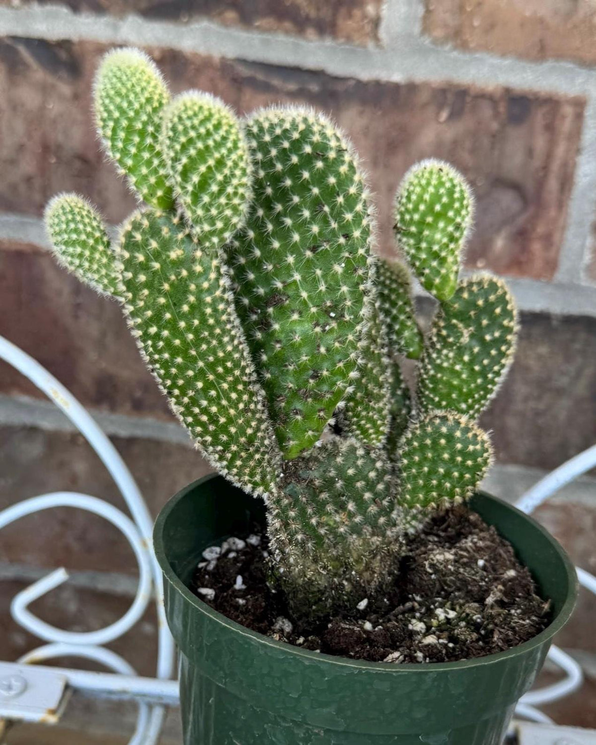 White Bunny Ear Cactus: Bareroot Succulent
